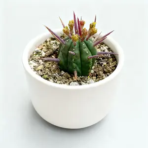 2 Inch Euphorbia Ferox Pincushion Euphorbia a Striking Architectural Succulent with Dense Thick Purple Tinted Spines and a Beautiful Blue Green Body Perfect Rare Collector's Specimen
