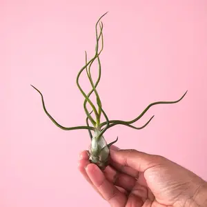 Tillandsia Bulbosa - Air Plant