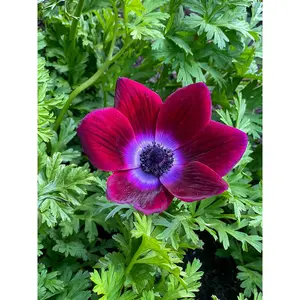 Bordeaux Anemone Windflower - 10 Bulbs - 4/5 cm Bulbs - NEW