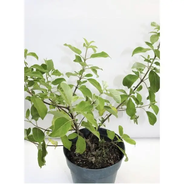 PLANTA VENCEDOR CON RAIZ