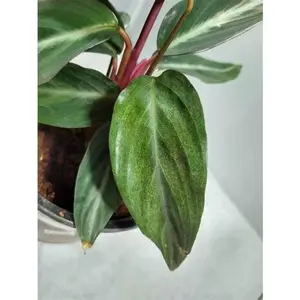 Calathea Prayer Plant - Live Plant in a 2 Inch Pot - Starter Plants - Beautiful and Elegant Easy Care Indoor Houseplants from The Nursery
