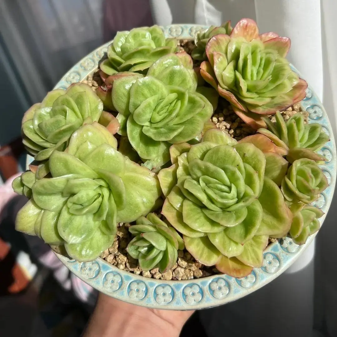 Echeveria ‘Ice Rose’ Variegated Rare Succulent – Pink & Cream Variegation, Easy Care Live Plant, Bare Root Shipping, Indoor Plant Decor, Beginner Friendly