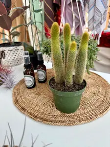 4" Fox Tail Cactus (Golden) ~ Drought Tolerant
