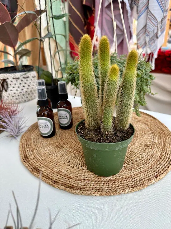 4" Fox Tail Cactus (Golden) ~ Drought Tolerant