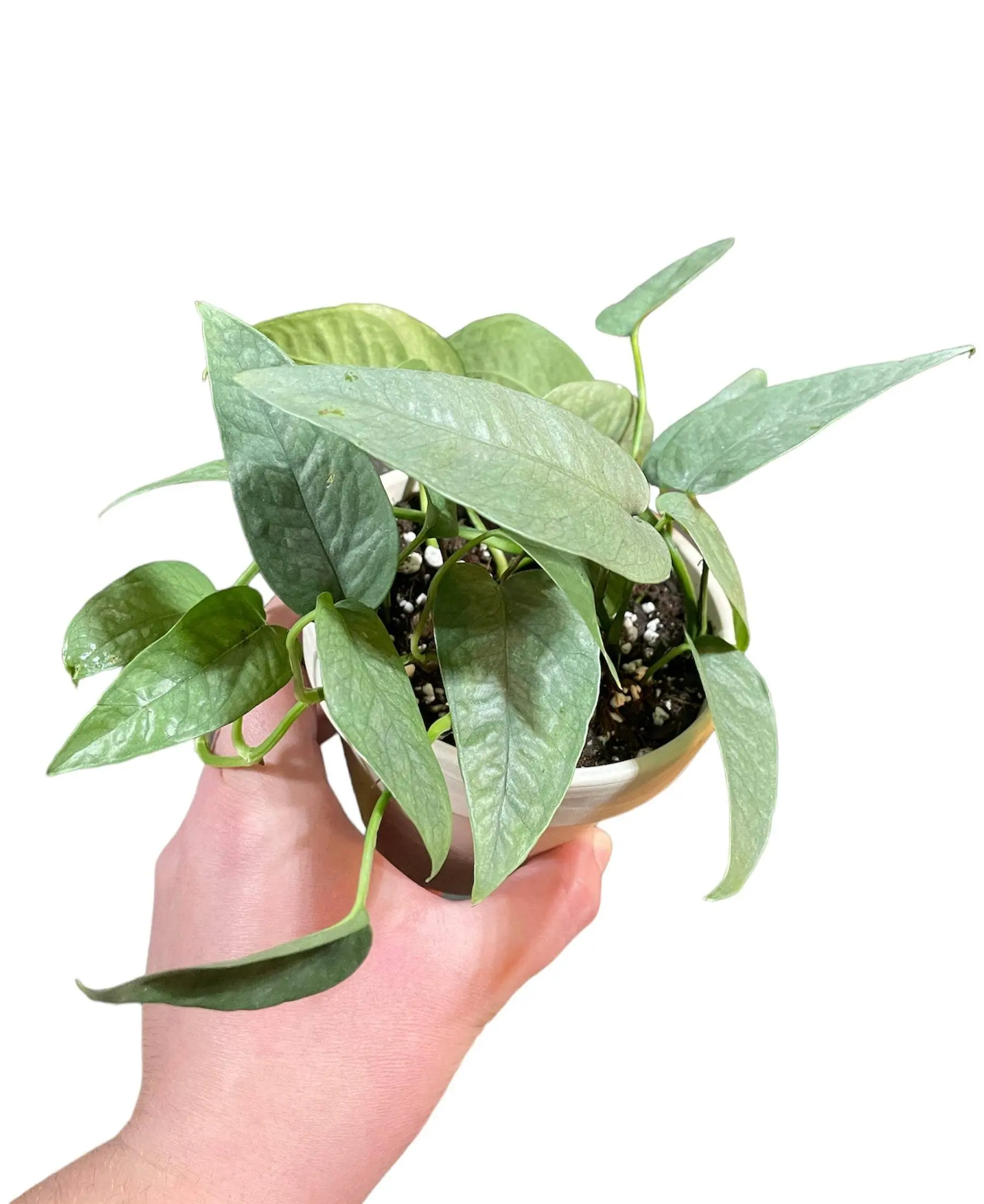 4” Cebu Blue Pothos in Terra Cotta