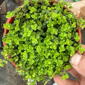Pilea São Paulo 4 inch pot plant
