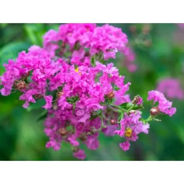 Queen Crape Myrtle (Lagerstroemia Speciosa)