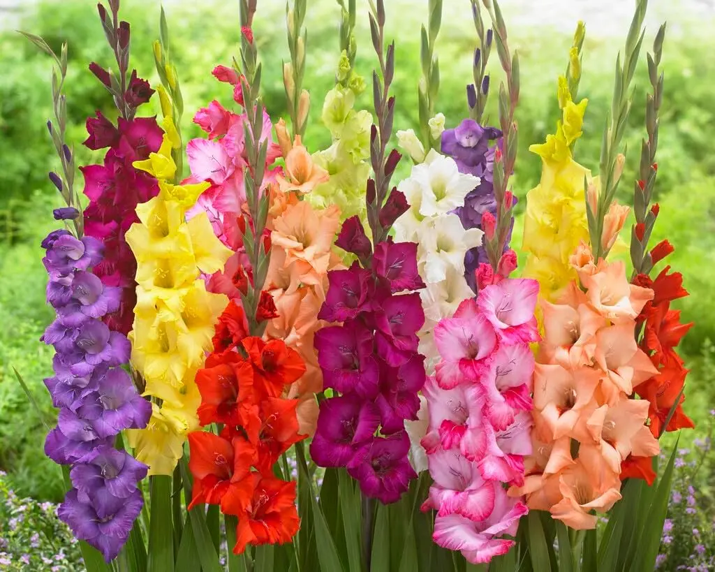 12 Gladiolus Bulbs Mixed Colors Sword Lily Easy to Grow Perennial Garden or Container For Colorful Blooms