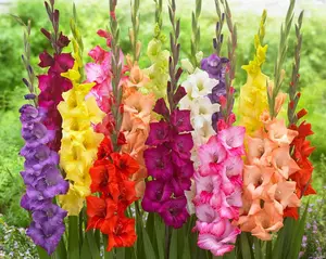 12 Gladiolus Bulbs Mixed Colors Sword Lily Easy to Grow Perennial Garden or Container For Colorful Blooms