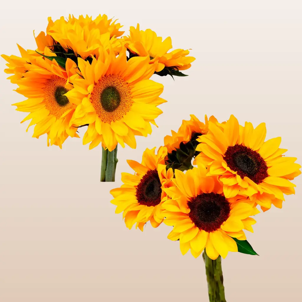 Sunflowers Select Mix Green and Brown Center 60cm 10 Day Vase Life Rustic Wedding Bouquet Gift Adoration Loyalty