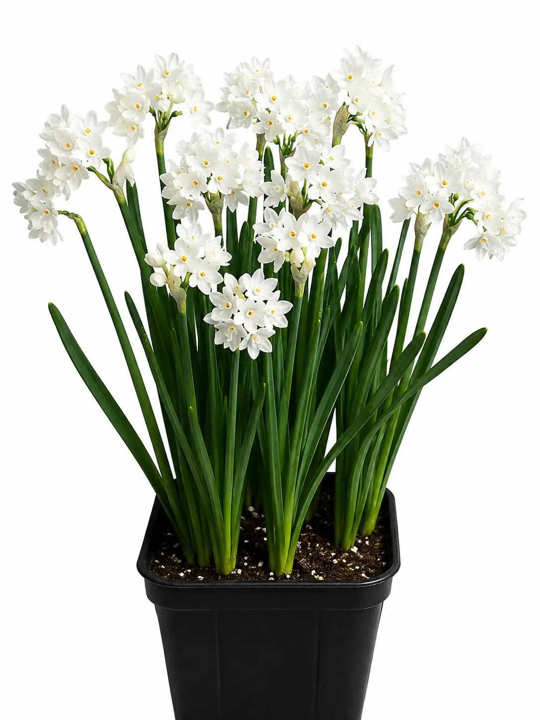 Paperwhite 'Ziva' Bulbs – Premium Large Flowering Bulbs for Indoor Winter Blooms – Easy-to-Grow Fragrant White Flowers