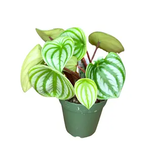 4" Watermelon Peperomia – Peperomia Argyreia – Live Plant