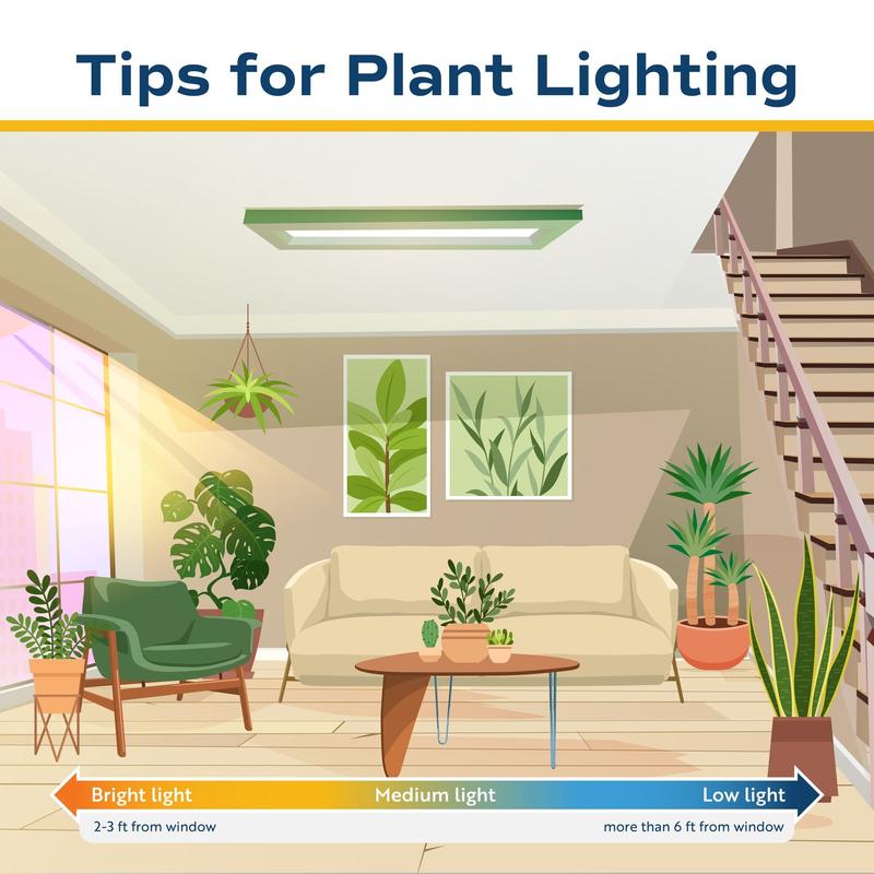 Grower's Choice Epipremnum | medium
