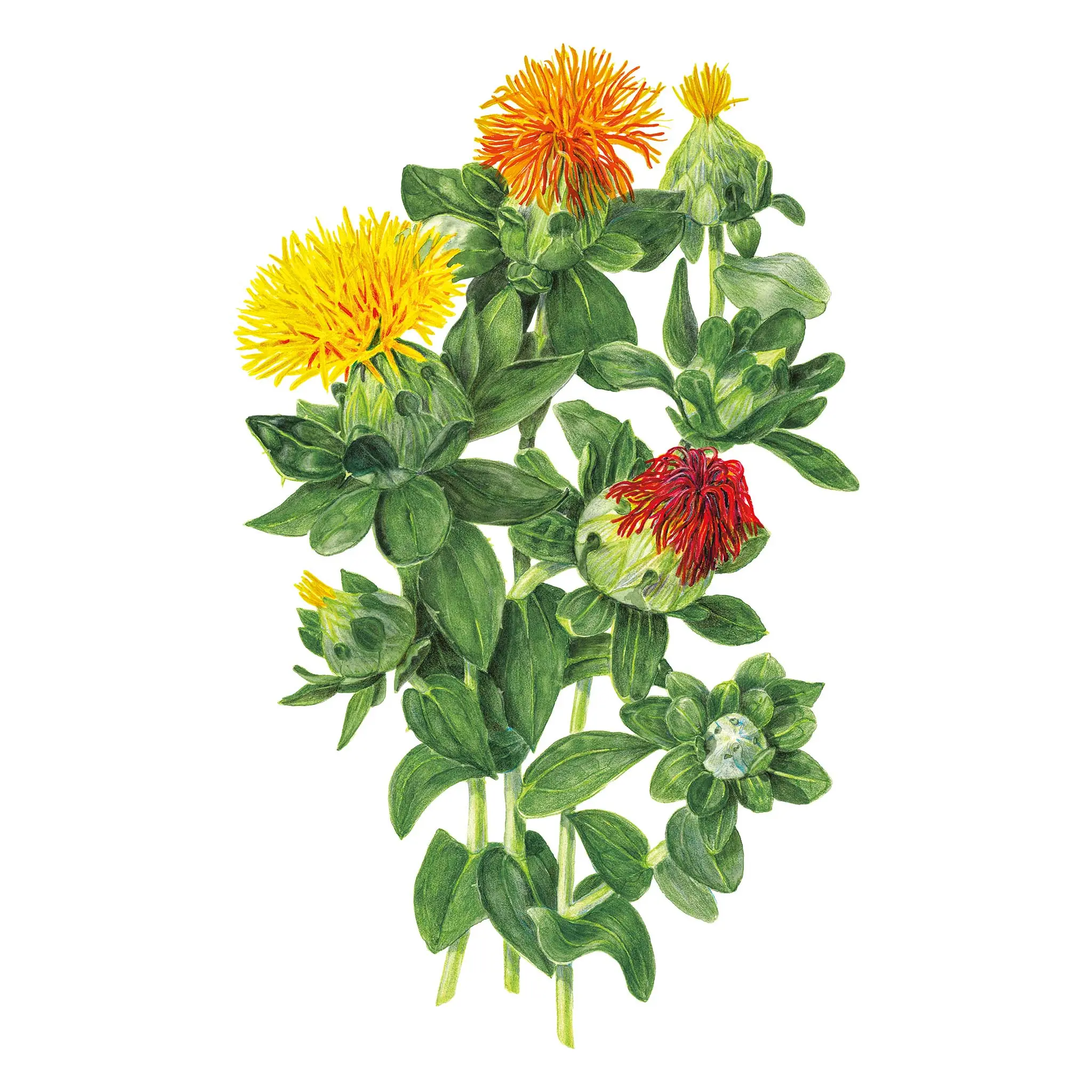 QIS® Zanzibar Safflower Seeds