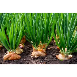 Onion Seeds For Planting Heirloom Seeds 200+