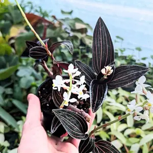 Red Jewel Orchid in a 4” Pot Live Houseplant | Ludisia Discolor Starter House Plants | Rare Houseplant Gifts | Blooming Flower Garden | Red Orchids White Blooms