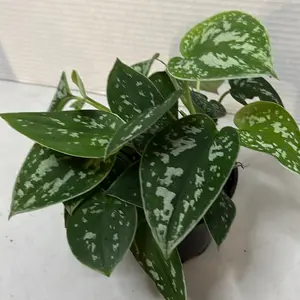 Scindapsus Pictus AKA Satin Pothos