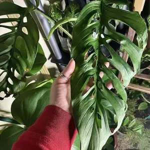 Monstera Adansonii var Laniata Giant form - two leaf cutting Swiss Cheese  plant with ariel roots - roots easy in water - TikTok Shop