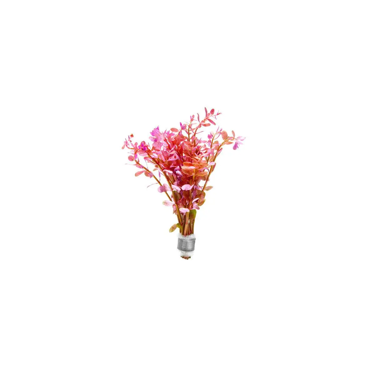 Rotala Rotundifolia Red Rotala Rotundifolia Red