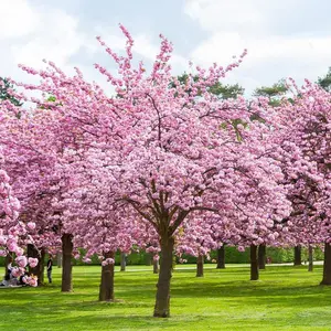 GARDEN 30PCS Bonsai Tree Japanese Sakura Seeds Rare Japanese Cherry Blossoms Flowers Seeds in Bonsai Pink Prunus Serrulata Fragrant Fast-Growing Low-Maintenance