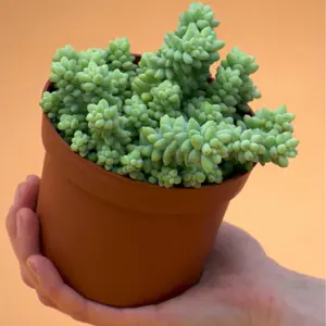 Sedum Burrito - Donkey Tail Trailing Succulent Plant in 6" Pot