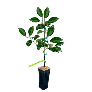US Citrus Nursery Kishu Mandarin Tree – Sweet Seedless Mini Orange, Live Citrus Plant, Easy Peel, Indoor Outdoor Fruit Tree, Easy Grow