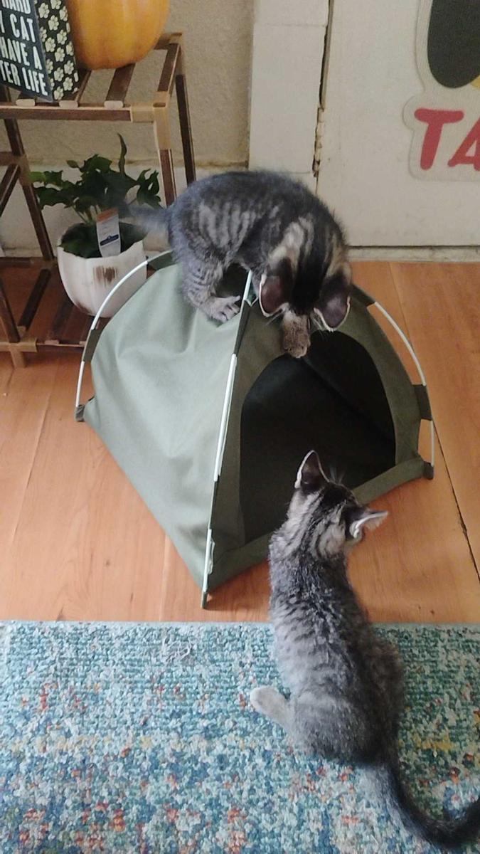 Item: Pink, L(within 15 pounds)