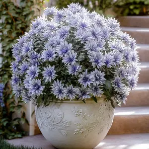 Chrysanthemum Seeds - 200+ Seeds for Planting, Garden and Patio Flowers
