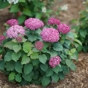 HYDRANGEA A. INVINCBLE® SPIRIT II  G3 PW
