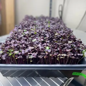Rambo Purple Radish Microgreens Organic Seeds (Raphanus sativus) Fast-growing microgreens with intense purple stems and spicy flavor; high in nutrients and perfect for salads, sandwiches, and garnish