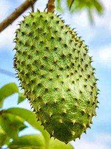 Soursop (Graviola Guanabana) 3ft tall Live fruit Tree Arbol Frutal Vivo -Annonamuricata