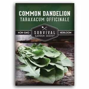 Common Dandelion Seeds for Planting in Your Garden