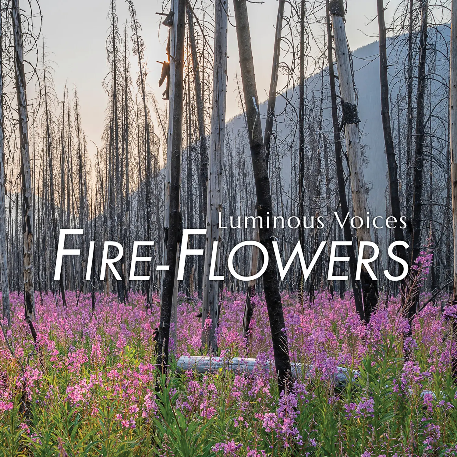 Luminous Voices - Fire-Flowers  [COMPACT DISC - CD]