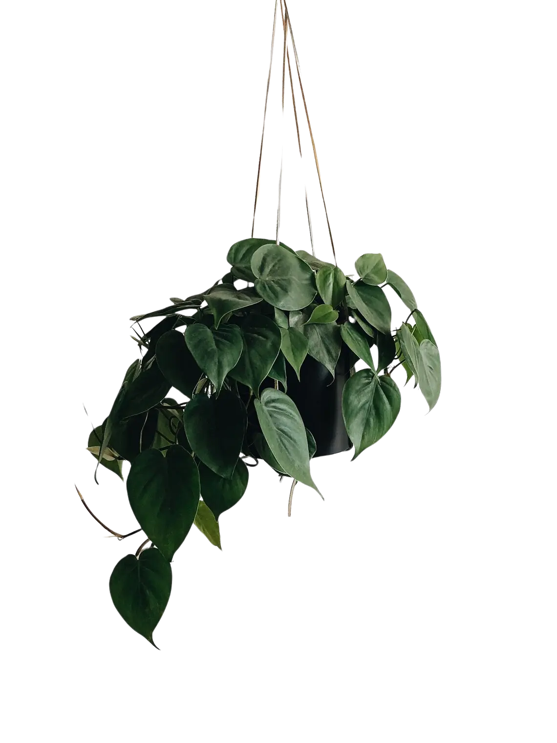 LJ Plant Nursery - Jade Pothos - 8 Inch Hanging Basket