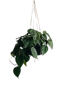 LJ Plant Nursery - Jade Pothos - 8 Inch Hanging Basket