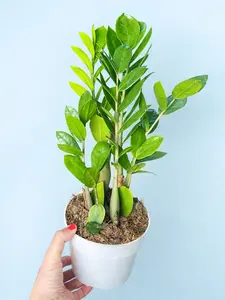 ZZ Plant - Zamioculcas zamiifolia - Low Maintenance Drought-Tolerant Houseplant - Glossy Dark Green Leaves - Ideal for Beginners Indoor