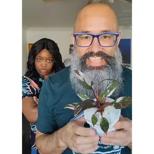 Philodendron 'Pink Princess'