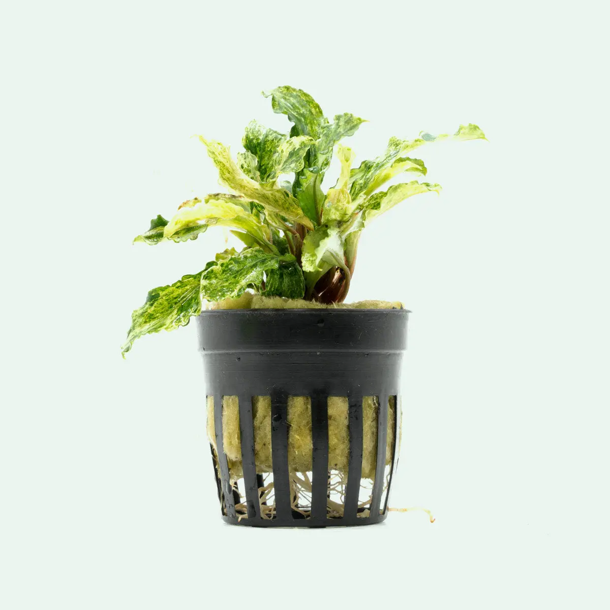 Bucephalandra Variegated Marble Bucephalandra Variegated Marble