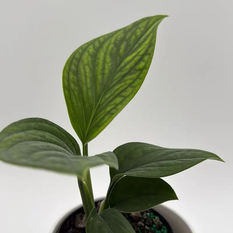 Monstera Pinnatipartita 4" Pot Collector's Plant Tropical House Plant with Distinctive Leaves for Small Spaces Ideal for Indoor Gardens