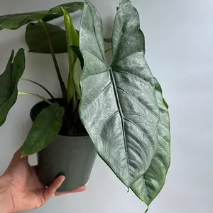 Alocasia Corazon - Stunning Tropical House Plant with Green Leaves & Silver-White Veins for Indoor Decor - Easy Care & Ideal for Warm Humid Environments - Decorative