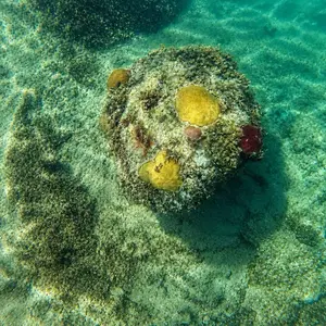 Coral Ball, Original Photography, Metal Prints
