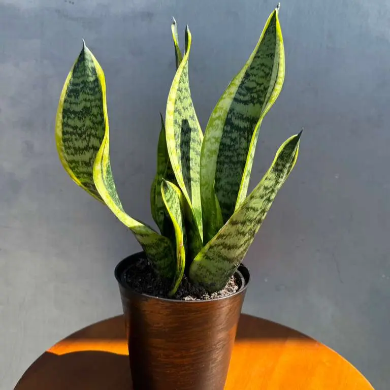 pot mum plant - TikTok Shop