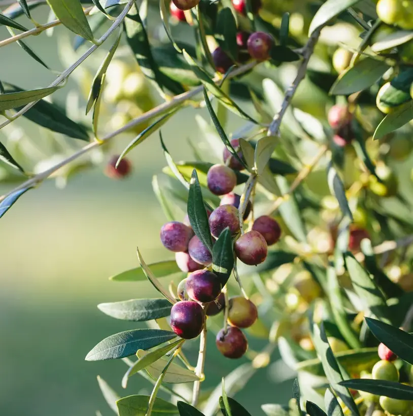 Set 2 Olive Tree Seedlings Plant Live for Planting, Arbequina Olive Plant  for Home Garden 4 to 6 Inch Tall