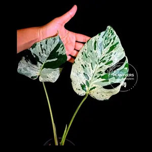 Rare Monstera Bulbasaur Variegated Plant - Mint Variegation - Exact Plant (June-4-09)