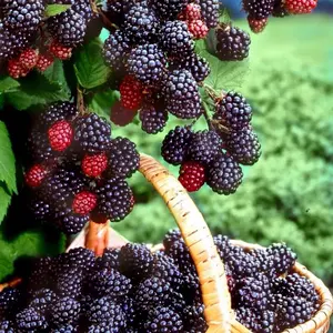 (100)BLACKBERRY Fruit Seeds home garden
