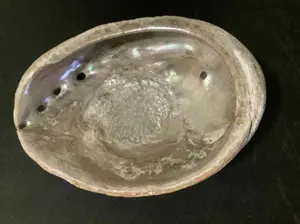 Abalone Shell – Decorative & Functional