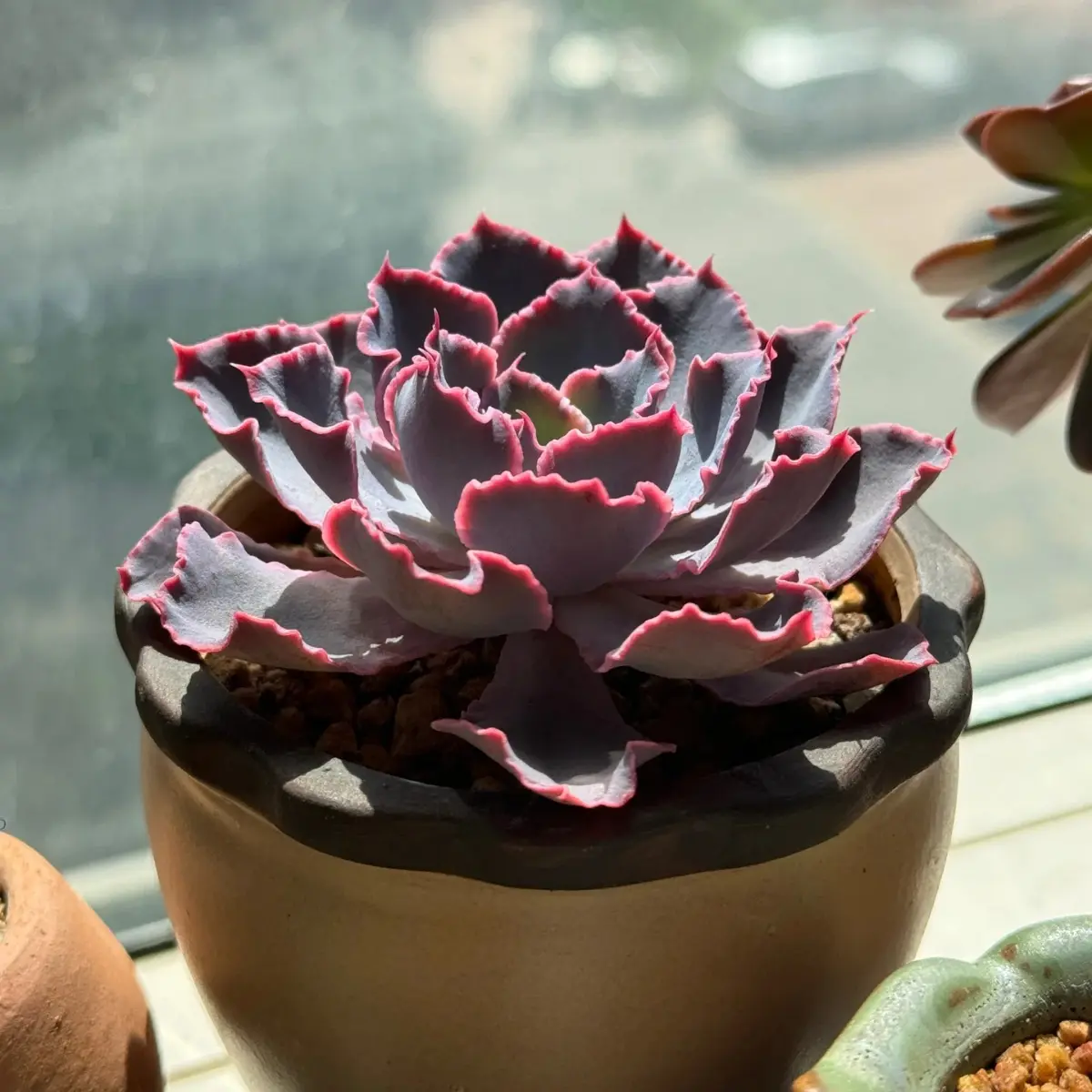 2 Inch Live Neon Breakers Echeveria Succulent, Easy Care Plant, Beautiful decoration, suitable for balcony, room, kitchen, indoors and outdoors