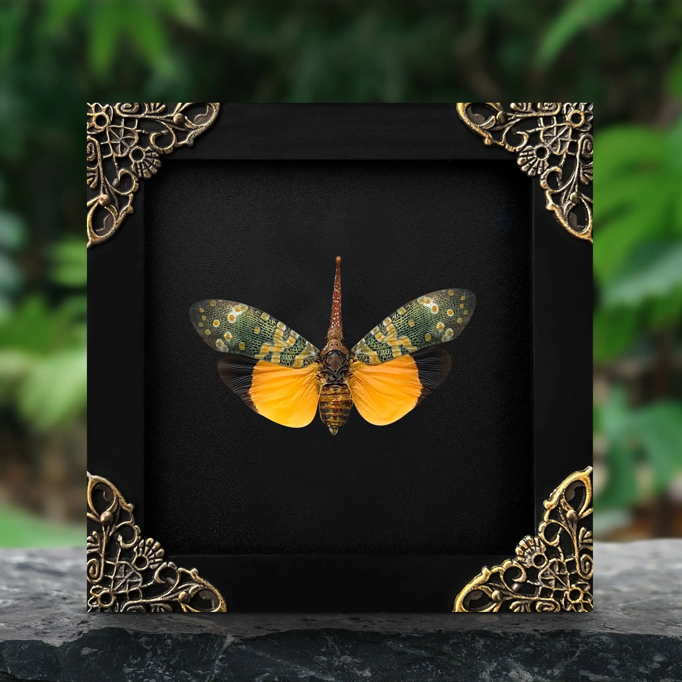 Lanternfly Dried Bug Cicada Frame Wall Art Hanging | Gothic Home Decor | Witchy Room Display | Oddities & Curiosities Decor