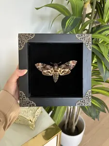 Framed Deaths Head Hawk Moth