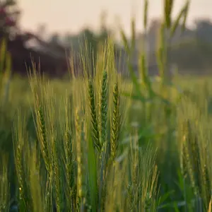 Oat Straw C/S